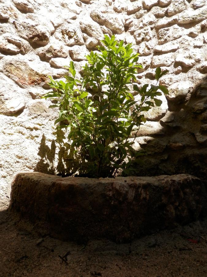 Cali B&B Alatri Extérieur photo